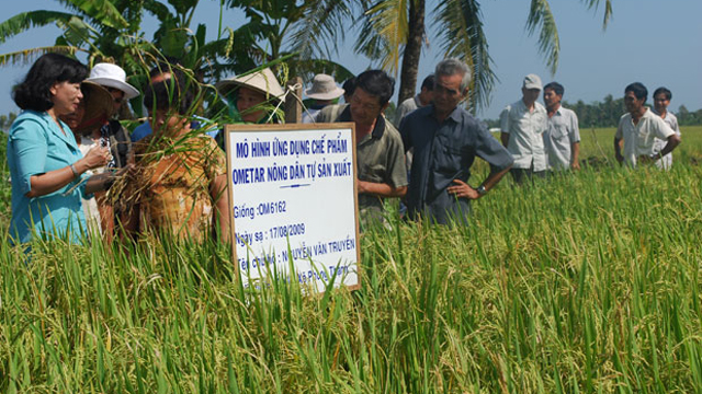 TP Cần Thơ chuyển đổi sản xuất lúa gạo bền vững - ảnh 2