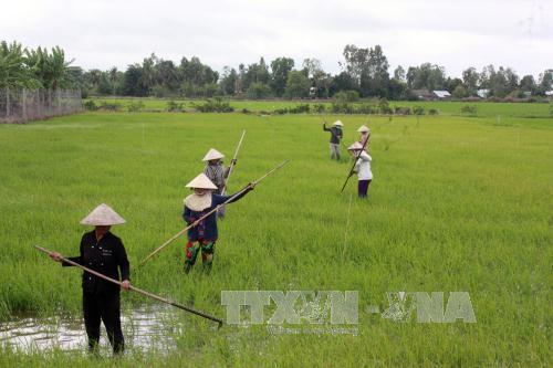 Nông dân tỉnh Kiên Giang chăm sóc lúa hè thu 2017
