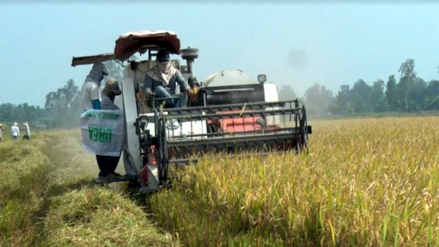 TP Cần Thơ chuyển đổi sản xuất lúa gạo bền vững - ảnh 1