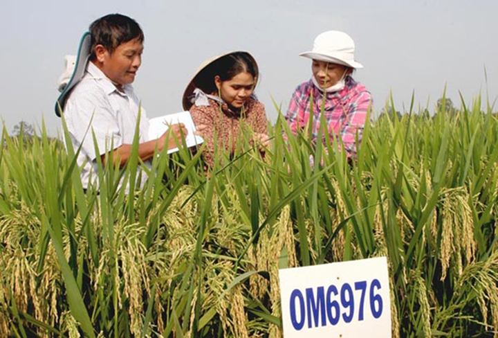Kỹ sư Viện Lúa đồng bằng sông Cửu Long kiểm tra chất lượng giống lúa lai tạo chịu mặn trên ruộng thực nghiệm.