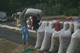 Xuất khẩu gạo: cảnh giác trước 'cơn địa chấn' Thái Lan!