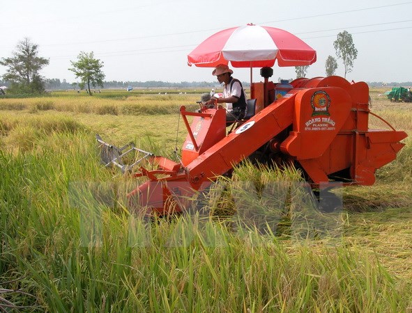 Thu hoạch lúa bằng máy gặt đập liên hợp.